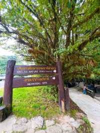 Your Springtime Escape into Chiang Mai’s Cloud Forest