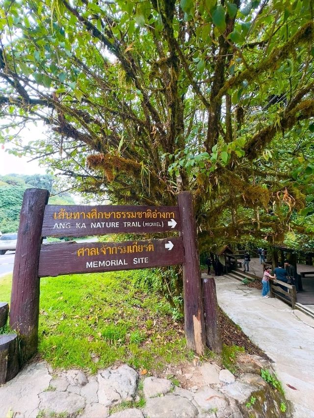 Your Springtime Escape into Chiang Mai’s Cloud Forest