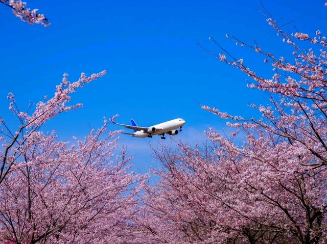 Chiba's Quiet Magic – Coastal Serenity Just Beyond Tokyo