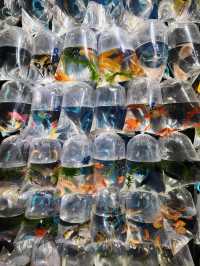 【香港】金魚街