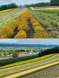 🍃 Summer in Furano, Hokkaido — Must-Visit Spots! 🌸✨