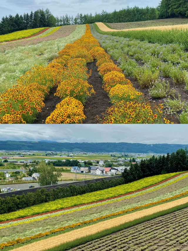 🍃 Summer in Furano, Hokkaido — Must-Visit Spots! 🌸✨