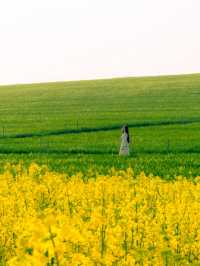 벚꽃 다음은 유채+청보리 사냥 떠나야죠!🌾