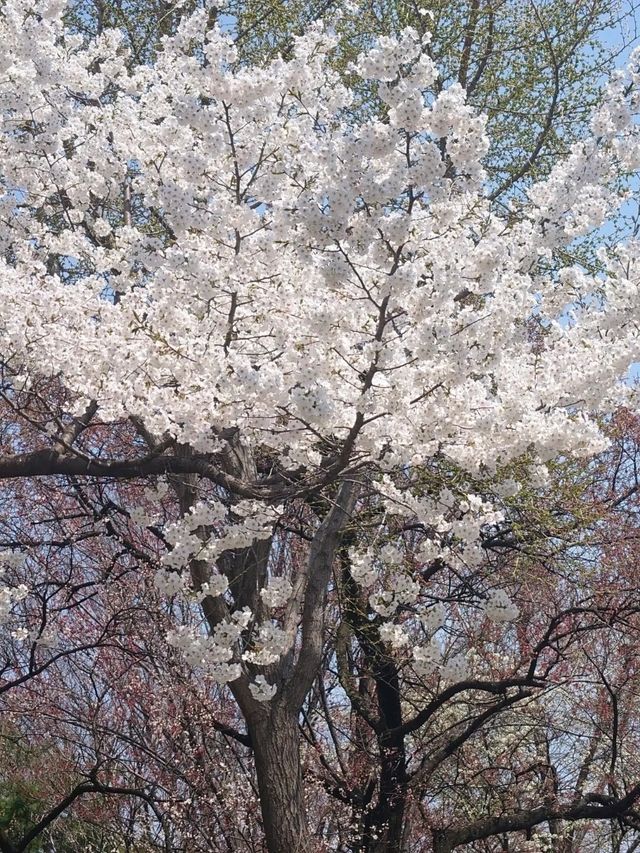 Seongnam: A Harmonious Blend of Tradition and Modernity