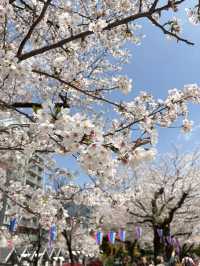 Sakura Season in Japan 🌸✨ 7Apr - 9Apr 2025