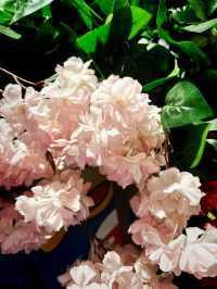 Samurai Petals at Matsue Castle
