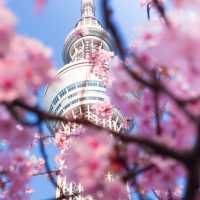 Japan – A Thousand Shades of Sakura Blossoms
