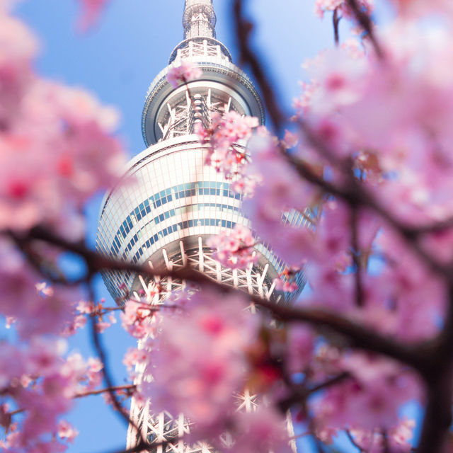 Japan – A Thousand Shades of Sakura Blossoms