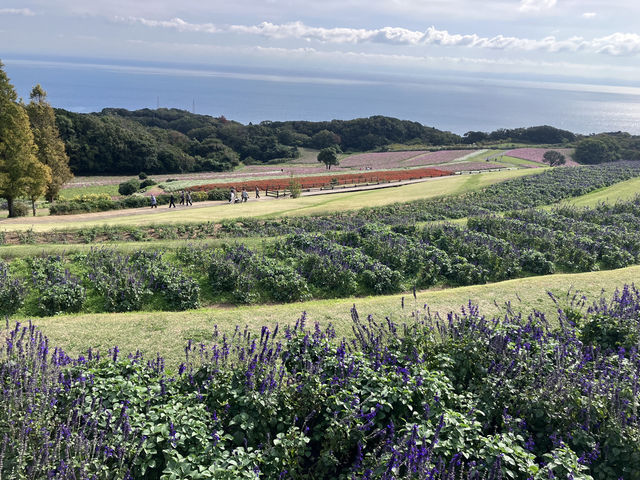 淡路島！花さじき！