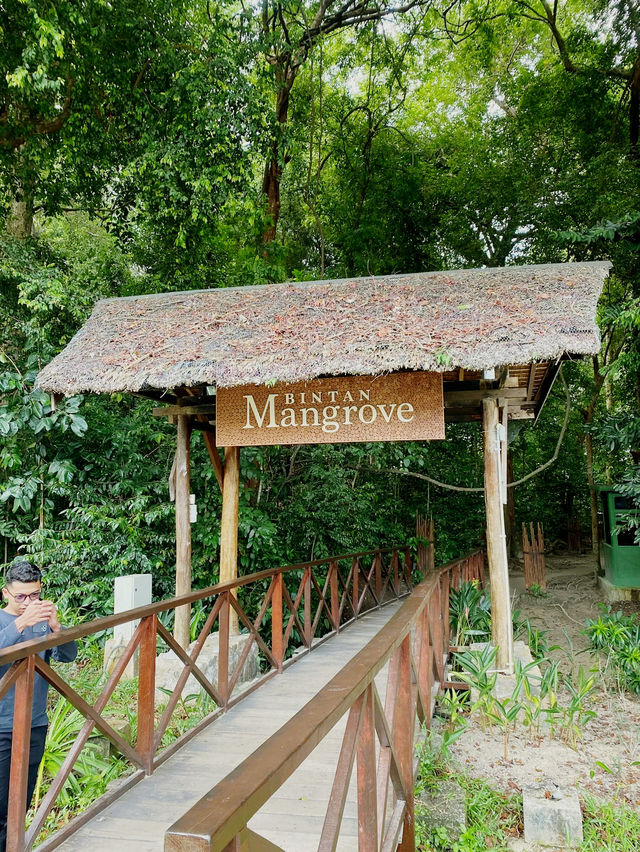 The Bintan Green Mangrove Tour & Fireflies Night Tour