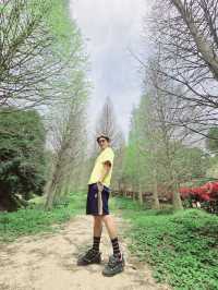 苗栗三灣落羽松莊園秘境