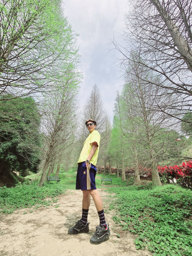 苗栗三灣落羽松莊園秘境