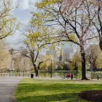 Picnic Beneath Petals: Yeouido Park, Seoul