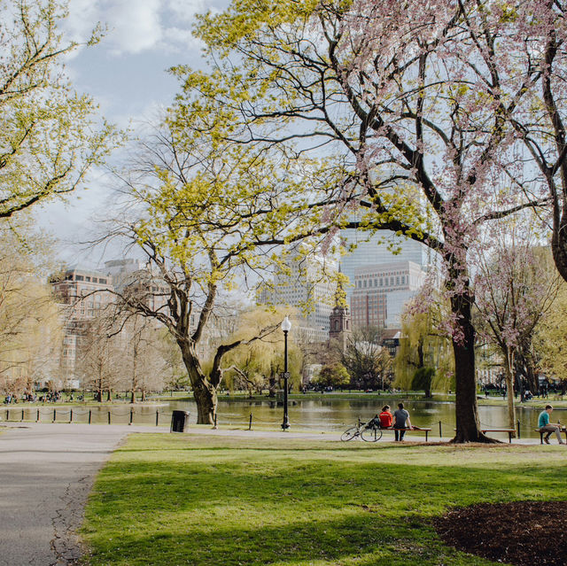 Picnic Beneath Petals: Yeouido Park, Seoul