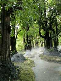 Changthong Heritage Park – A Living Museum of Ancient Trees in Chiang Mai