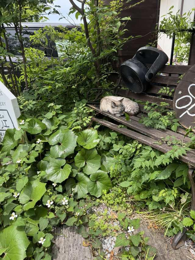 【大分グルメ】別府湾と別府の街並みが一望できる丘の上のカフェ