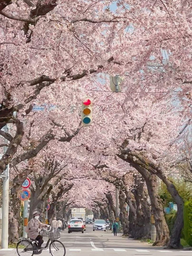 函館🇯🇵 這座美麗的海港城市