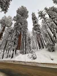 The Most Famous Trees In The World, The Towering Red Trunks Of Sequoia 🌲 