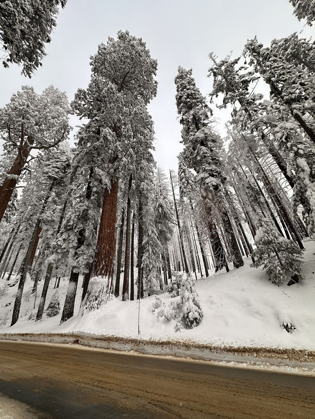 The Most Famous Trees In The World, The Towering Red Trunks Of Sequoia 🌲 