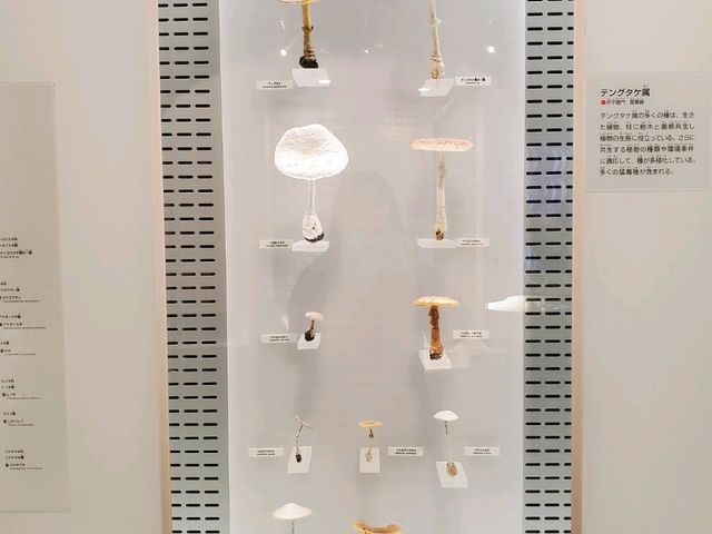 大人も楽しい科博🎵