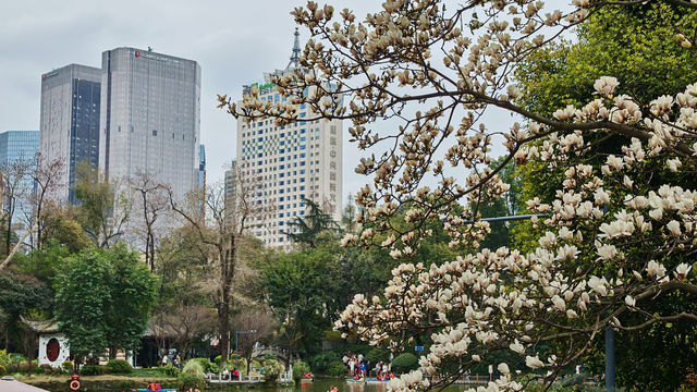 Spring at People’s Park, Chongqing🌳🌸