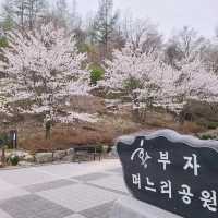 태백봄🩷 황부자며느리공원산책