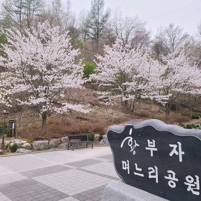 태백봄🩷 황부자며느리공원산책