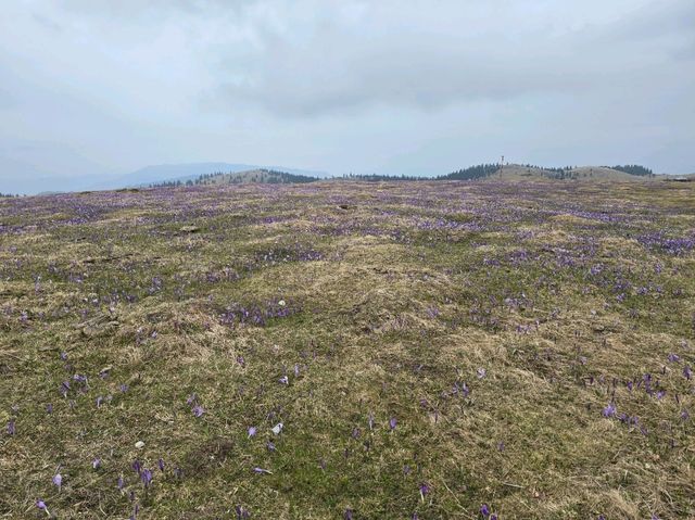Velika planina