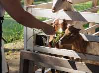 Coconut Dreams & Goat Glee at Chiang Mai’s Hidden Gem!  
