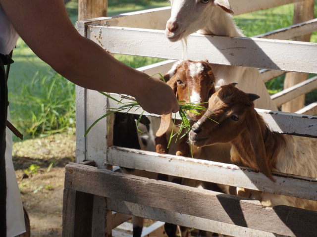 Coconut Dreams & Goat Glee at Chiang Mai’s Hidden Gem!  