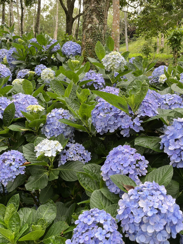 🌺【台東隱藏版花海】民宿老闆私推！5-6月限定「青山農場」繡球花仙境💐