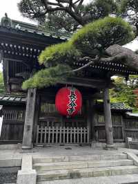 えっ、長谷寺って、紫陽花だけじゃないの？🇯🇵✈️🌎
