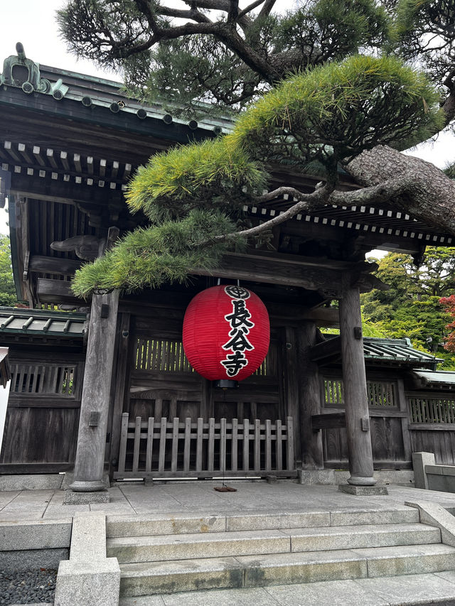 えっ、長谷寺って、紫陽花だけじゃないの？🇯🇵✈️🌎