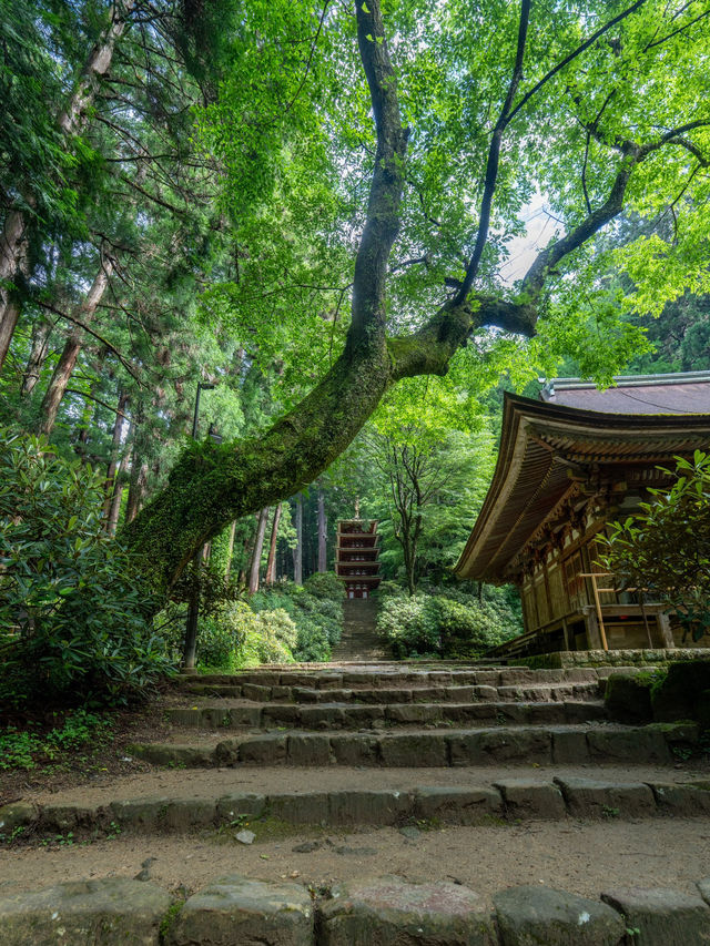 まるでジブリの世界観！奈良が誇る五重の塔とあじさゐ回廊