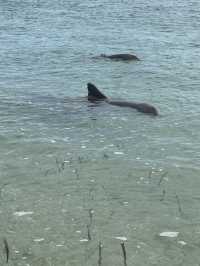 Monkey Mia Dolphin Experience 
