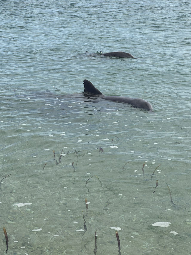 Monkey Mia Dolphin Experience 