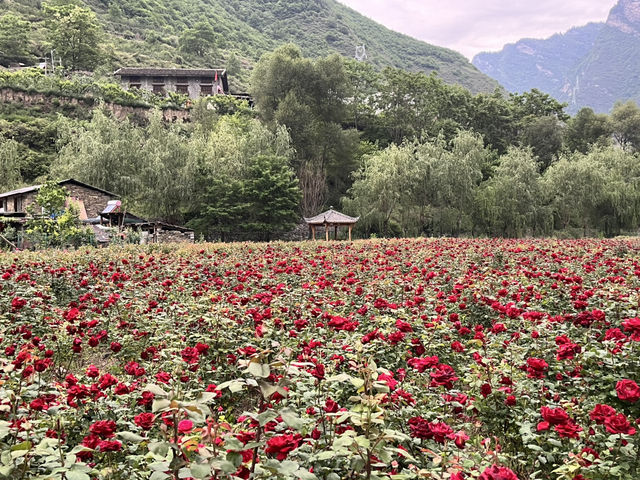   💜 Lavender Fields + Ancient Qiang Vibes at Yangliu Village