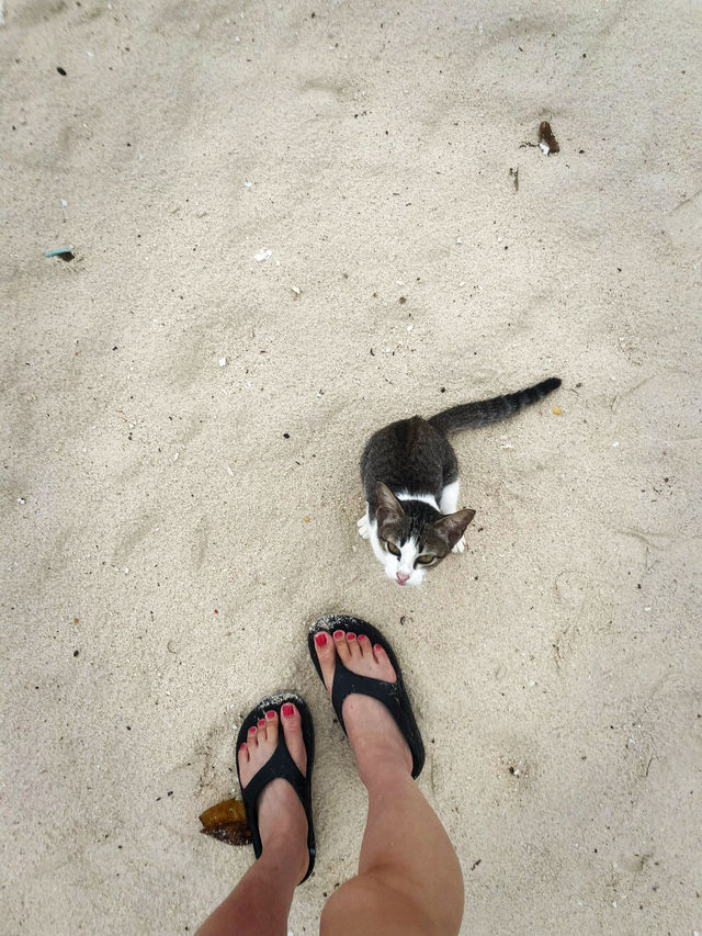 タイにある猫島🐈🇹🇭野良猫ちゃんと一緒に過ごせるリゾート・カイ島🐬🏝🌺