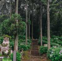 ทุ่งไฮเดรนเยียกลางป่าสนสวยที่สุดใน Fukuoka
