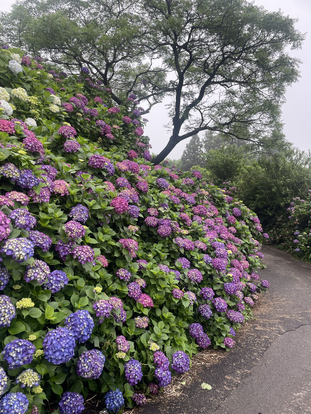 제주도 수국 명소, 카멜리아 힐