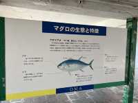🐟 Touching the Tip of Honshu – Maguro Monument at Oma