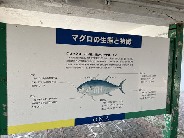 🐟 Touching the Tip of Honshu – Maguro Monument at Oma