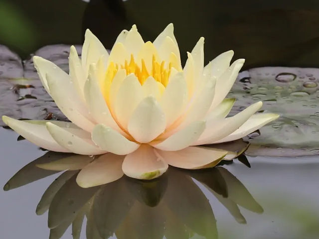 【異国の森で花と癒しの散歩🌿レッドヒル ヒーサーの森】