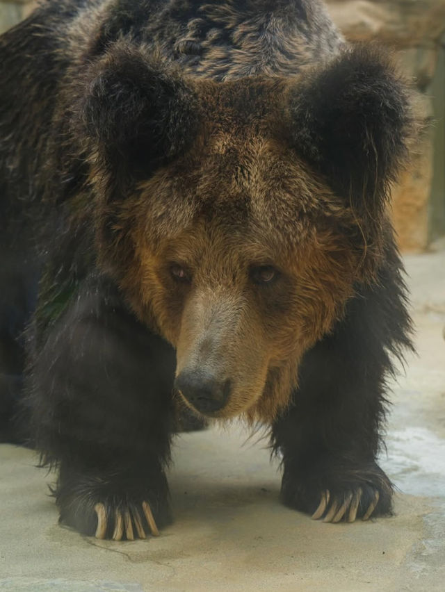 【神戸市立王子動物園】パンダもレトロ遊園地も！家族もカップルも楽しめる癒しスポット🐾🎡