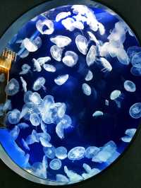 探索海底世界的美麗Xpark水族館