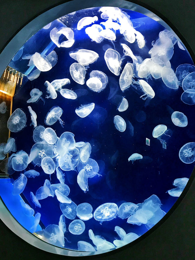 探索海底世界的美麗Xpark水族館