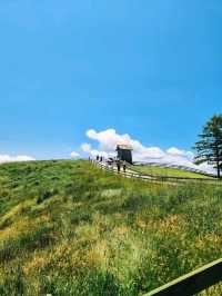 Chill Out With Sheep at Daegwallyeong Sheep Ranch
