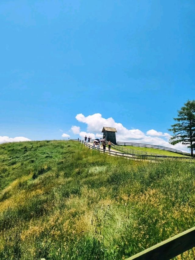 Chill Out With Sheep at Daegwallyeong Sheep Ranch