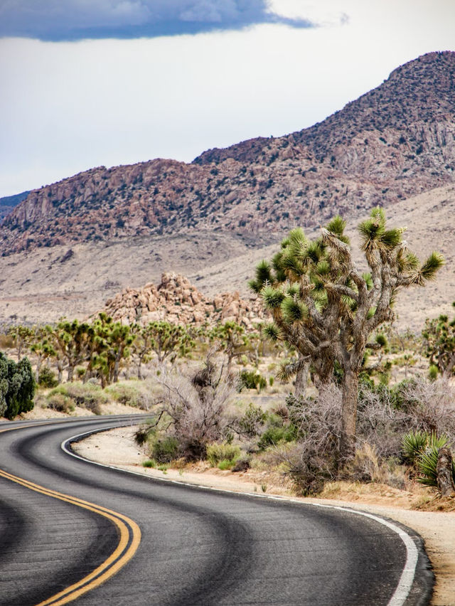 Joshua Tree National Park — A Surreal Desert Escape 🌵☀️