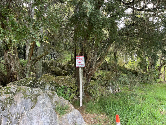 紐西蘭旅遊景點—✨ Waipu Cave｜免費看到螢火蟲的秘境洞穴 